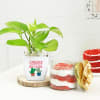 Gift Birthday Special Money Plant With Red Velvet Jar Cake