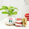 Birthday Special Money Plant With Red Velvet Jar Cake Online