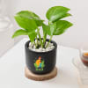 Buy Blooming Money Plant In Black Planter For Dad