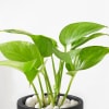 Shop Blooming Money Plant In Black Planter For Dad