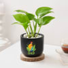 Blooming Money Plant In Black Planter For Dad Online