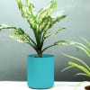 Blue Cylindrical Planter (Without Plant) Online