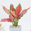 Gift Blush Beauty Aglaonema In Marble Blossom Pot