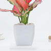 Buy Blush Beauty Aglaonema In Marble Blossom Pot