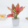 Shop Blush Beauty Aglaonema In Marble Blossom Pot