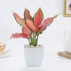 Blush Beauty Aglaonema In Marble Blossom Pot Online