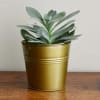 Bucket Planter Online