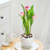 Gift Calla Lily Plant With Planter