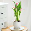 Calla Lily Plant With Planter Online