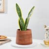 Captivating Snake Superba Plant And Wooden Planter Online