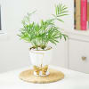 Buy Chamaedorea Plant In Golden Bow Planter