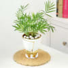 Chamaedorea Plant In Golden Bow Planter Online