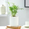 Gift Chamaedorea Plant In Ribbed White Planter