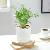 Buy Chamaedorea Plant In Ribbed White Planter