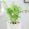 Shop Chamaedorea Plant In Ribbed White Planter