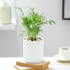 Chamaedorea Plant In Ribbed White Planter Online