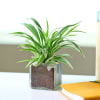 Buy Charming Spider Plant in a Glass Pot