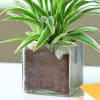 Shop Charming Spider Plant in a Glass Pot