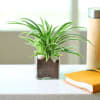 Charming Spider Plant in a Glass Pot Online