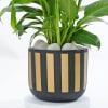 Gift Classic Black And Gold Striped Planter With Peace Lily