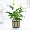 Classic Black And Gold Striped Planter With Peace Lily Online