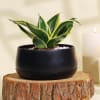 Gift Cleansing Sansevieria Snake Plant in a Metal Planter