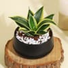 Buy Cleansing Sansevieria Snake Plant in a Metal Planter