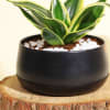 Shop Cleansing Sansevieria Snake Plant in a Metal Planter