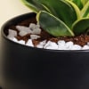 Cleansing Sansevieria Snake Plant in a Metal Planter Online