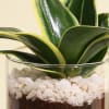 Decorative Sansevieria Snake Plant in a Glass Planter Online