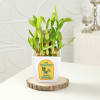 Buy Delectable Chocolate Jar Cake With Two-Layered Bamboo Plant