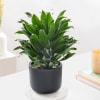 Gift Dracaena Compacta And Midnight Terracotta Pot