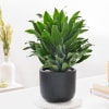 Buy Dracaena Compacta And Midnight Terracotta Pot