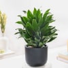 Dracaena Compacta And Midnight Terracotta Pot Online