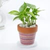 Gift Elegant Aztec Print Planter And Money Plant Combo