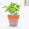 Elegant Aztec Print Planter And Money Plant Combo Online