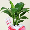 Gift Elegant Peace lily with platter vase