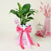 Elegant Peace lily with platter vase Online