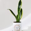 Gift Eternal Evergreen - Snake Plant With Pot - Personalized