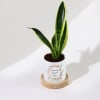 Shop Eternal Evergreen - Snake Plant With Pot - Personalized