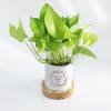 Gift Eternity Bloom - Money Plant With Pot - Personalized