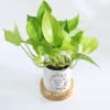 Shop Eternity Bloom - Money Plant With Pot - Personalized