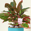 Gift Ever Blooming Aglaonema Plant with Planter