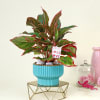 Ever Blooming Aglaonema Plant with Planter Online