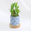 Gift Evergreen - 2 Layer Bamboo Plant With Pot