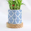 Buy Evergreen - 2 Layer Bamboo Plant With Pot
