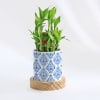 Evergreen - 2 Layer Bamboo Plant With Pot Online