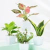 Gift Evergreen Harmony Plant Bundle