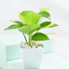 Buy Evergreen Harmony Plant Bundle