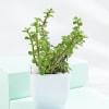 Shop Evergreen Harmony Plant Bundle